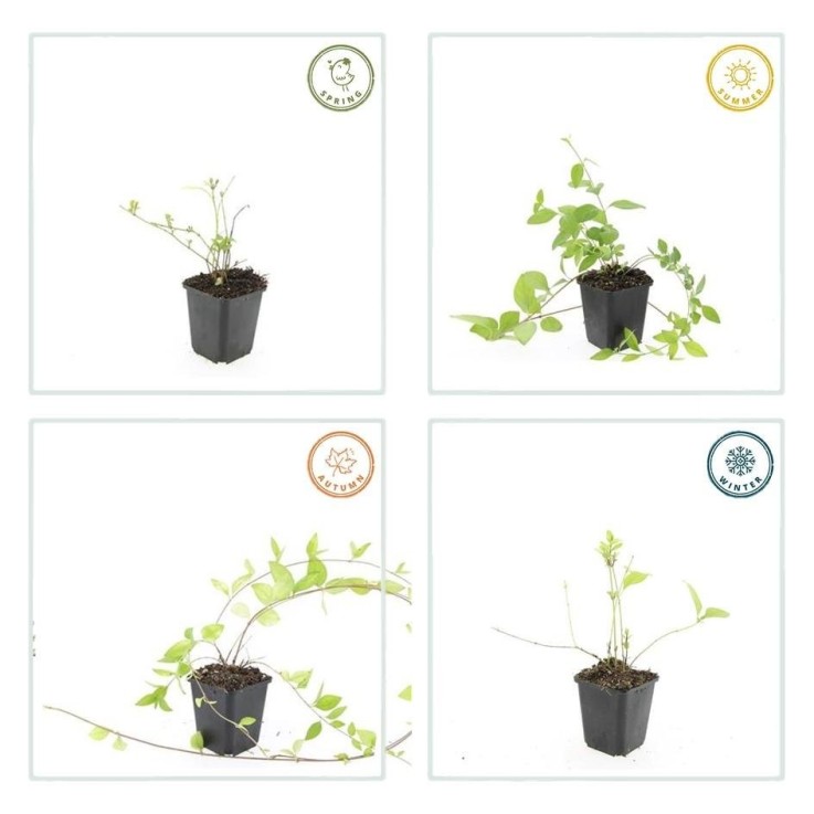 Grande Pervenche 'Alba' -  60