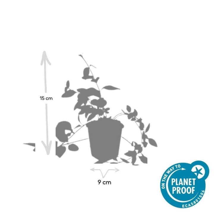 Grande Pervenche 'Alba' -  60