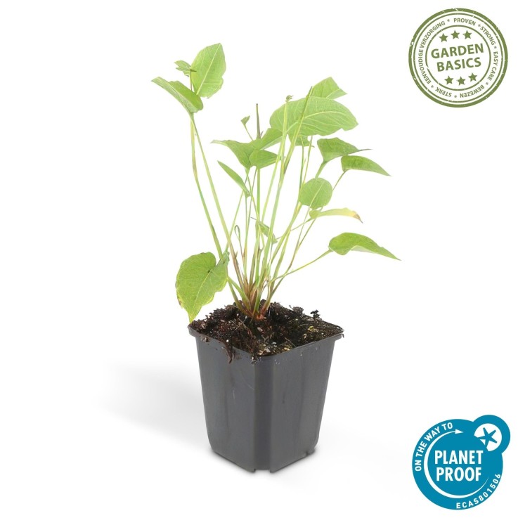 Renouée amplexicaule -  12