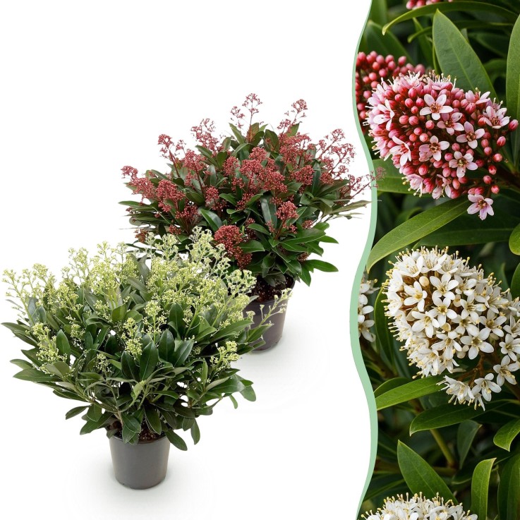 Skimmia japonica Duo x2