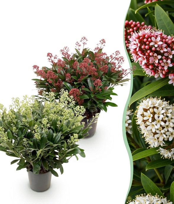 Skimmia japonica Duo x2