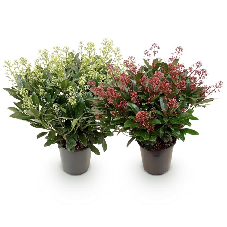 Skimmia japonica Duo x2