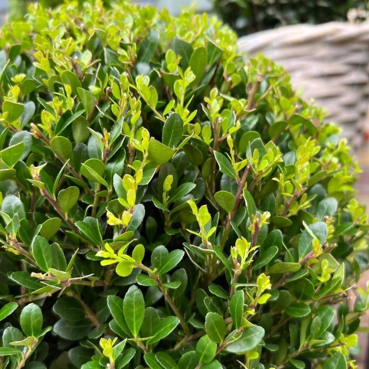 Ilex crenata 'Jenny' x2 -  Panier