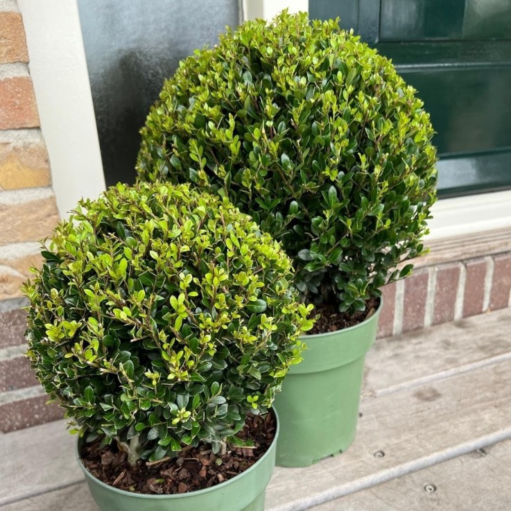 Ilex crenata 'Jenny' x2 -  Panier