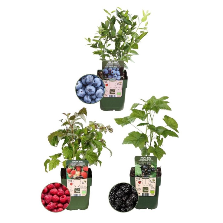 plantes fruitières bio x3
