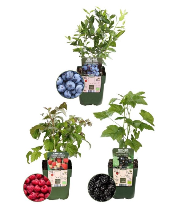 plantes fruitières bio x3