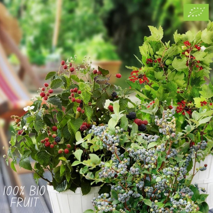 plantes fruitières bio x3