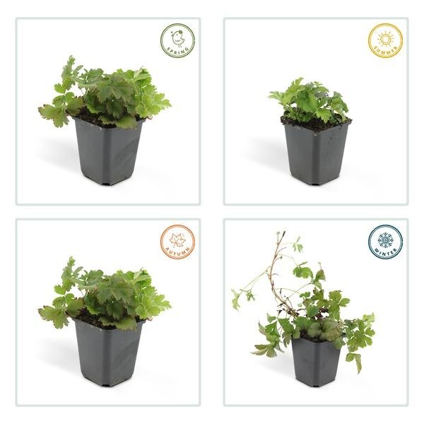 Waldsteinie faux-fraisier -  60