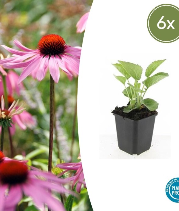 Échinacée 'Magnus' -  6