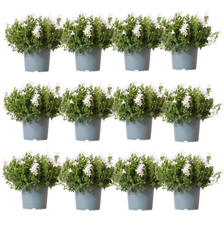 Campanula Addenda blanche - 12 plantes résistantes hiver
