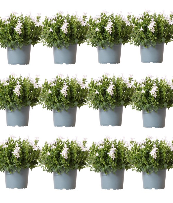 Campanula Addenda blanche -...