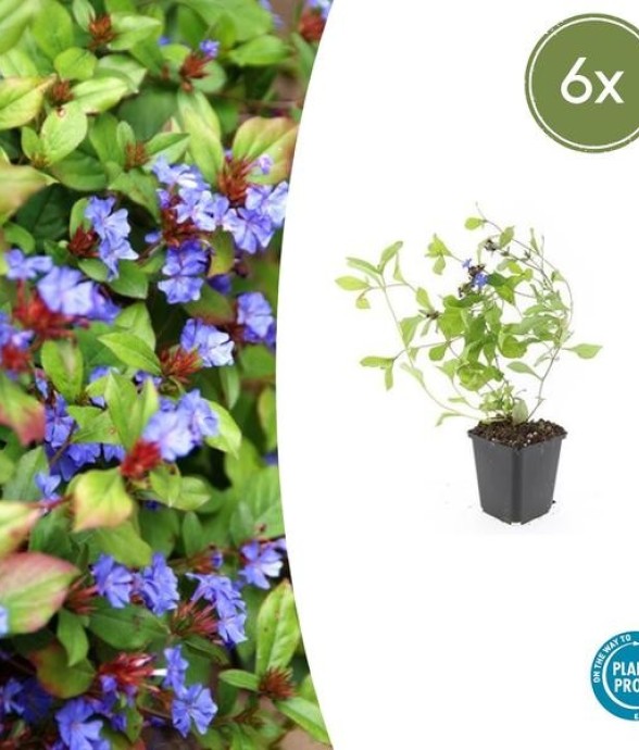Plumbago de Chine -  12