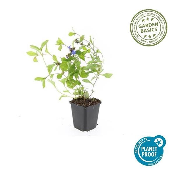 Plumbago de Chine -  12