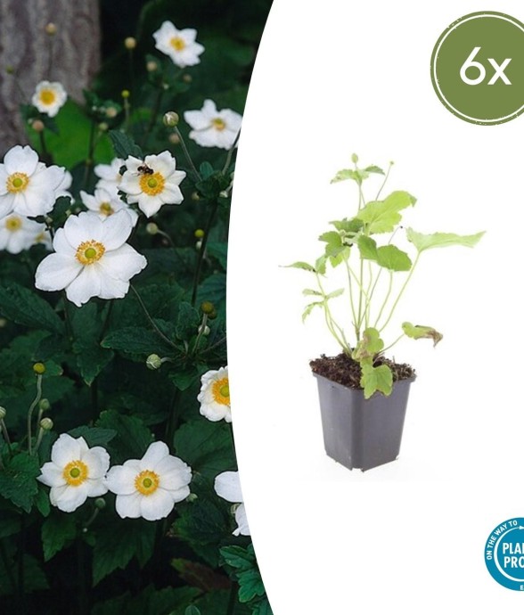 Anémone du Japon 'Honorine...