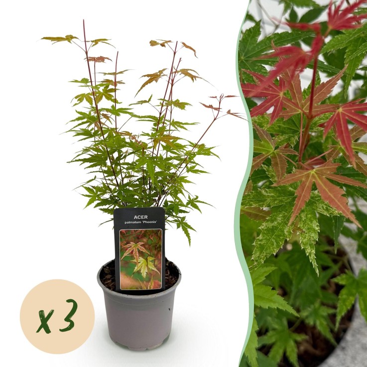 Erable palmatum Phoenix x3