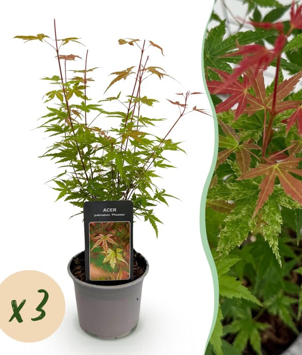 Erable palmatum Phoenix x3