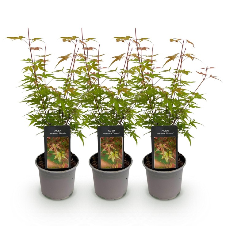 Erable palmatum Phoenix x3