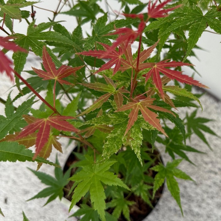 Erable palmatum Phoenix x3