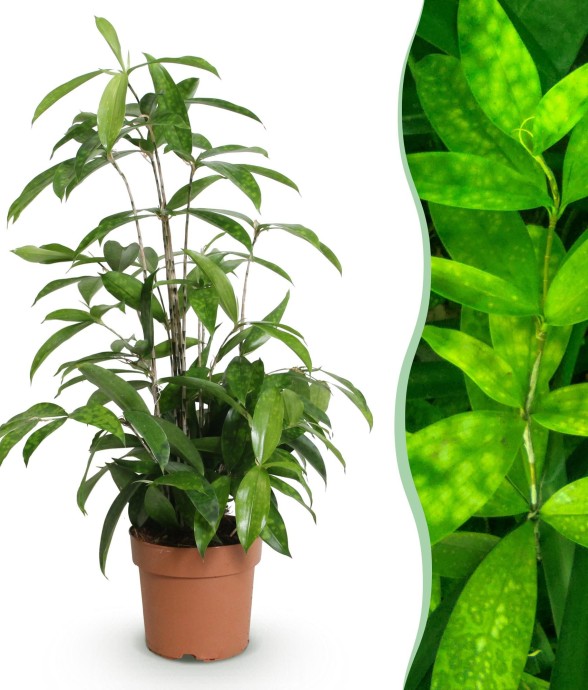 Dracaena surculosa x1