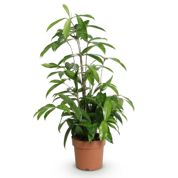 Dracaena surculosa x1