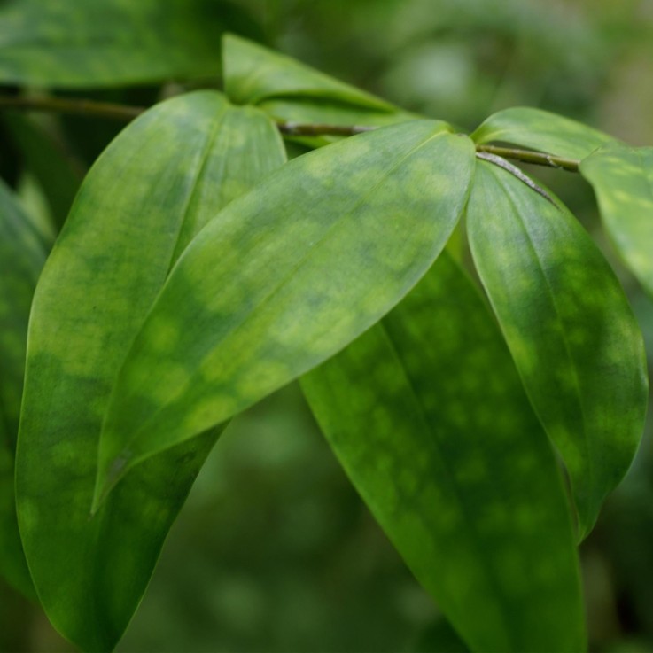 Dracaena surculosa x1