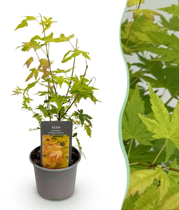 Erable Orange Dream en pot