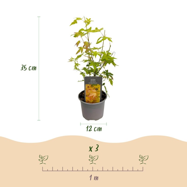 Erable Orange Dream en pot