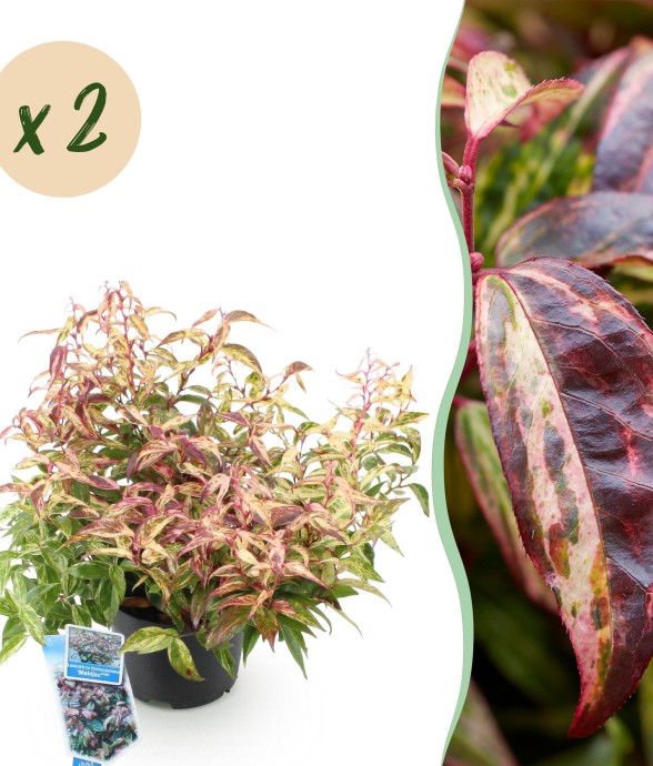 Leucothoe fontanesiana...