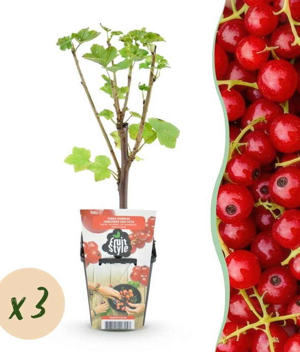 Groseillier Jonkheer van...