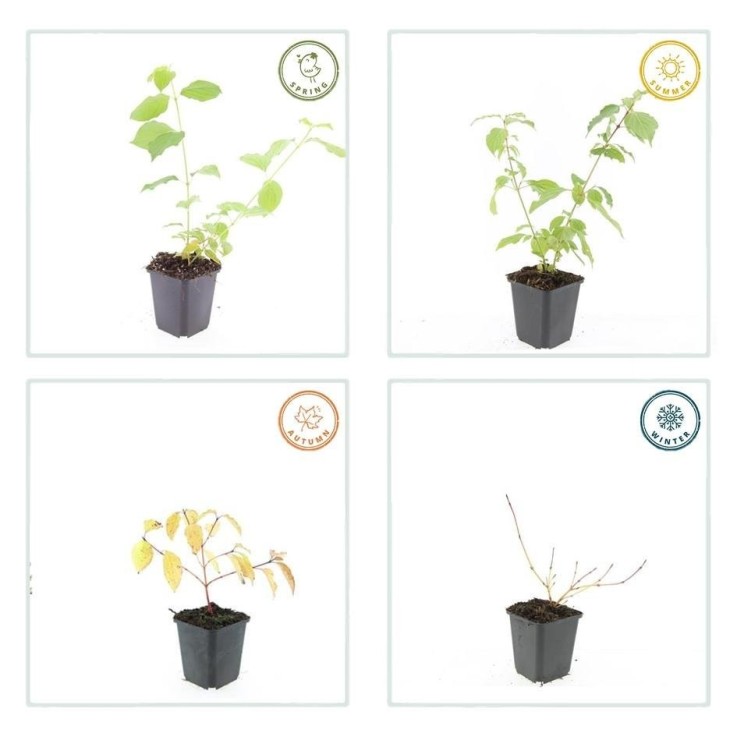 Cornouiller sanguin 'Anny's Winter Orange' -  6