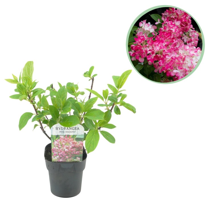 Hortensia rose diamant en pot x1
