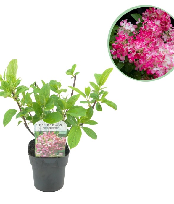Hortensia rose diamant en...