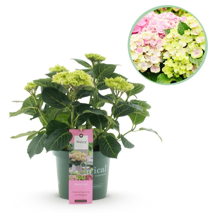 Hortensia rose bijoux en pot