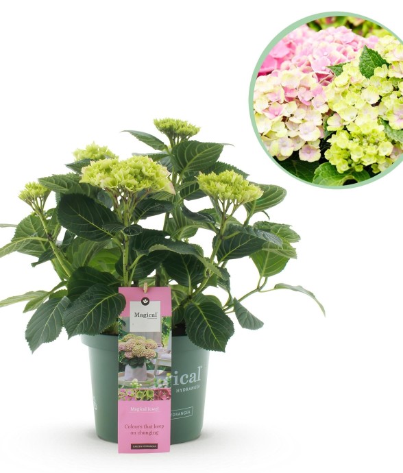 Hortensia rose bijoux en pot
