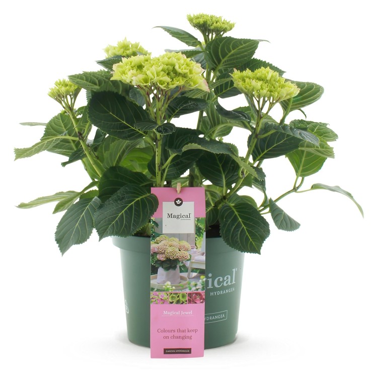 Hortensia rose bijoux en pot
