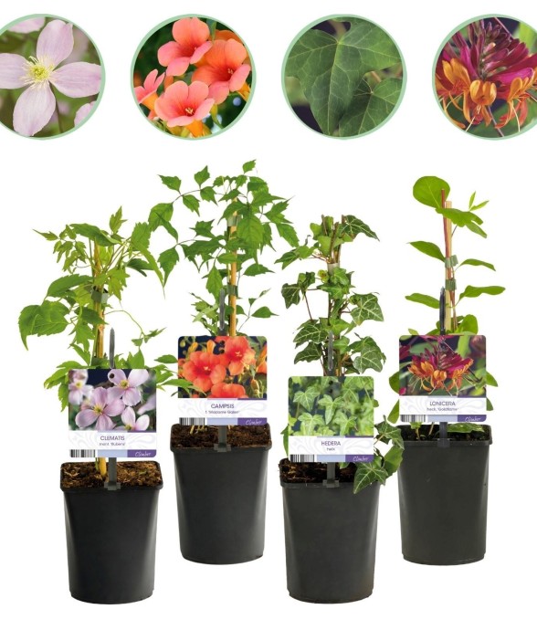 Plantes grimpantes x4