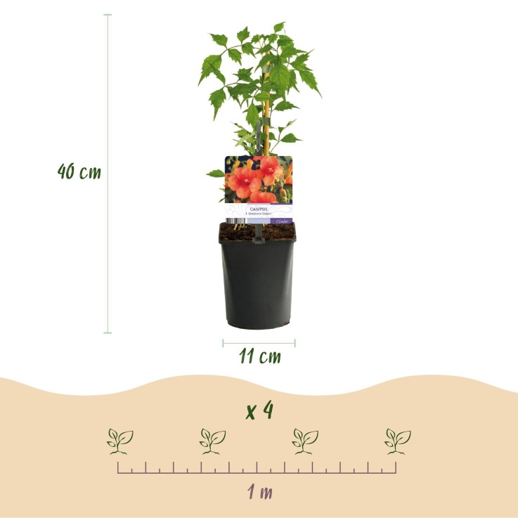 Plantes grimpantes x4