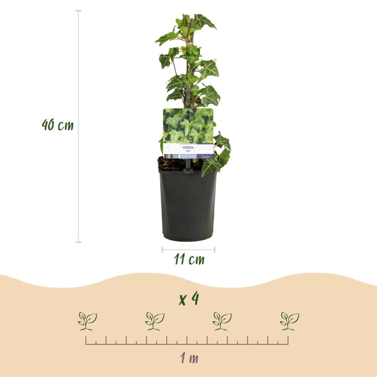 Plantes grimpantes x4