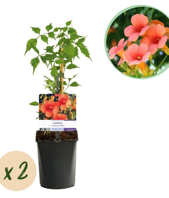 Campsis radicans Madame...