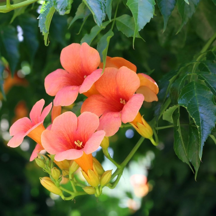 Campsis radicans Madame Galen x2