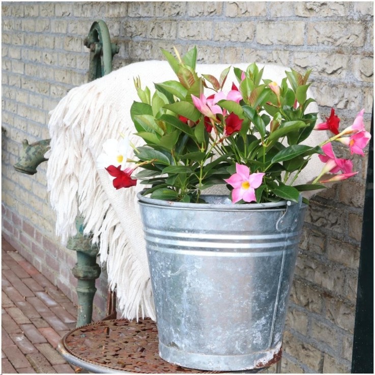 Dipladenia rose x6
