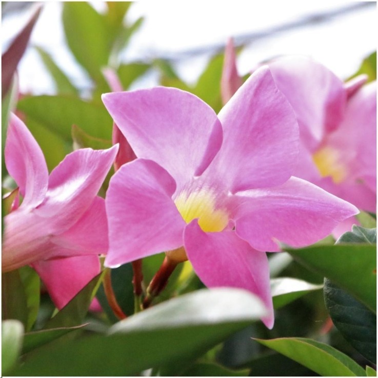 Dipladenia rose x6
