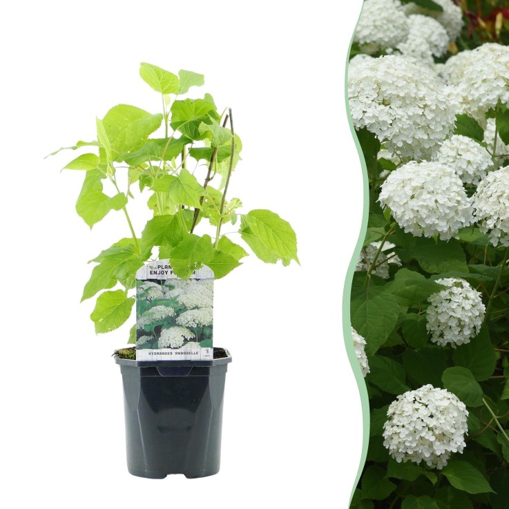 Hortensia Annabelle en pot x1