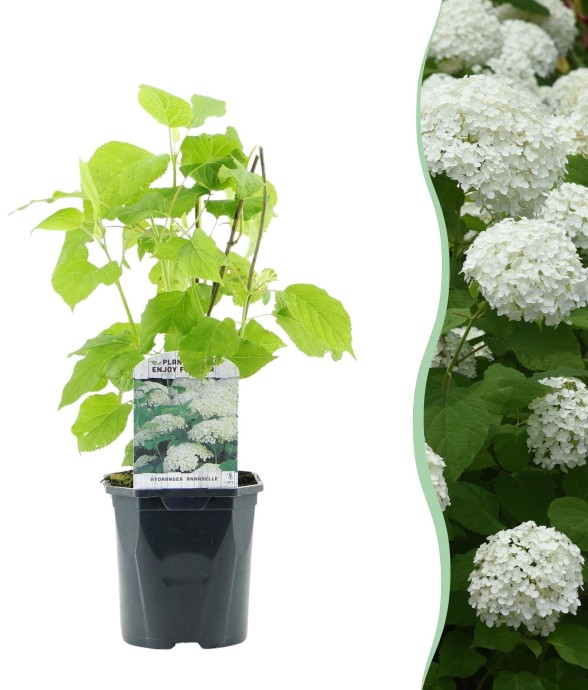 Hortensia Annabelle en pot x1