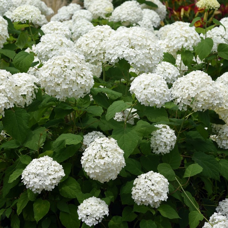 Hortensia Annabelle en pot x1