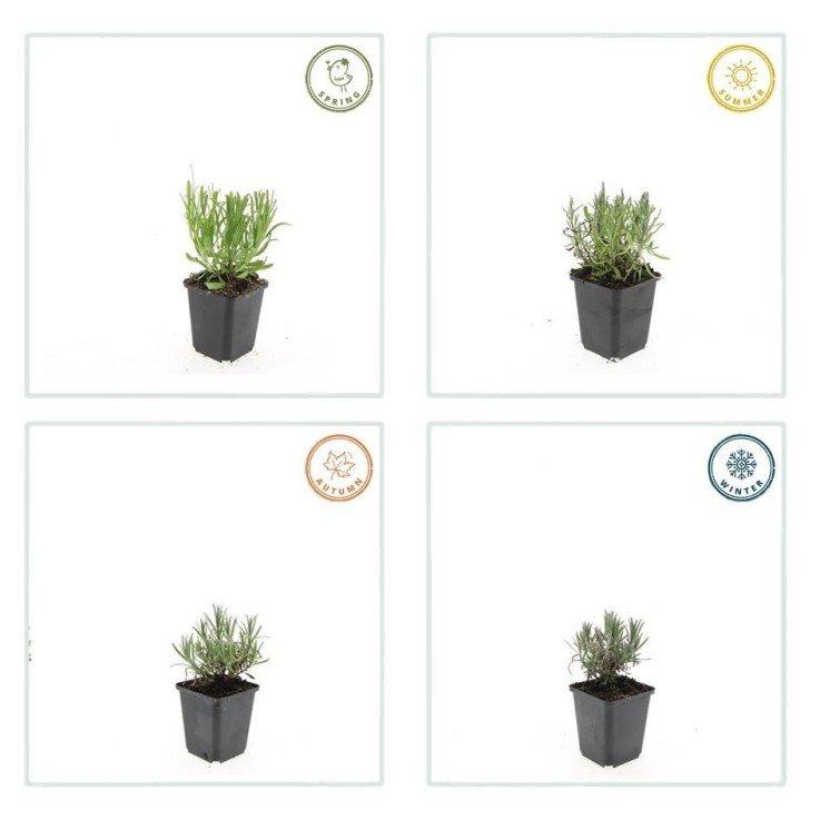 Lavande angustifolia 'Munstead' -  60