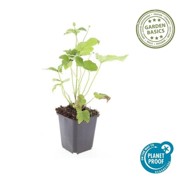 Anémone du Japon 'Honorine Jobert' -  60