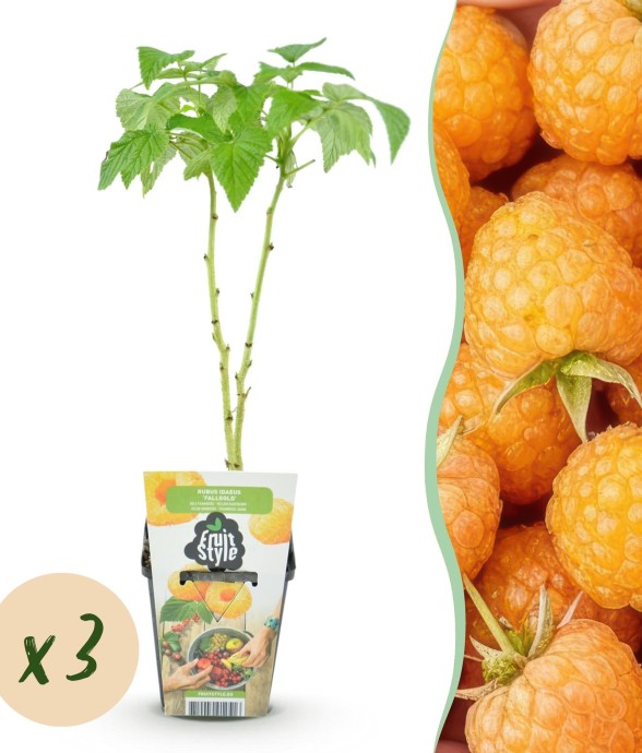 Framboisier Fallgold x3