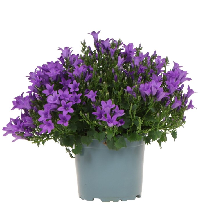 Campanula Addenda - Klokjesbloem Purple - Plante Vivace Hivernale