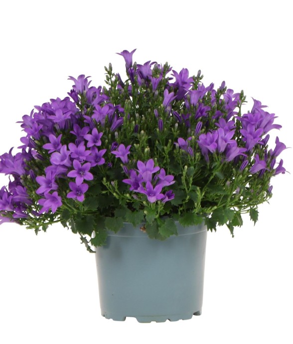 Campanula Addenda -...